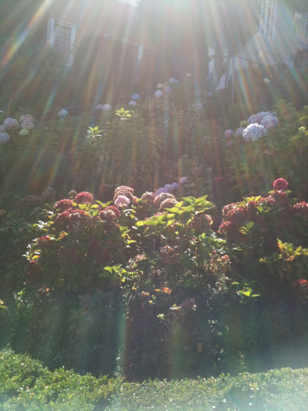 San Francisco Hydrangeas
