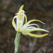 orchid in Costa Rica