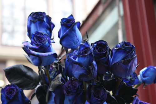 blue roses