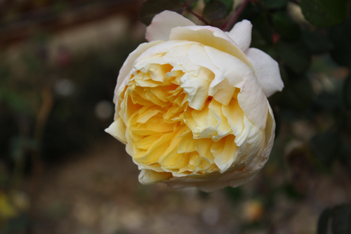 cream garden rose