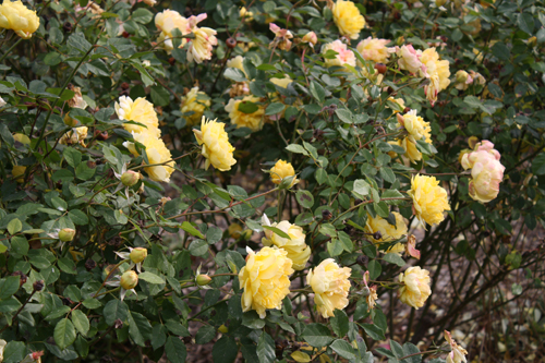 yellow garden roses
