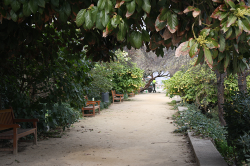 strolling down one of the pathways in the garden