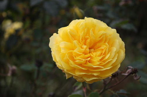 yellow garden rose in full bloom