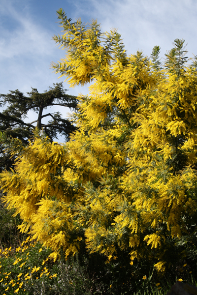 mimosa in full bloom