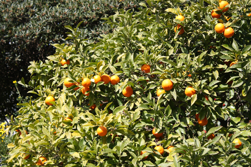 oranges