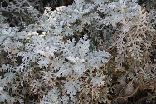 dusty miller