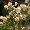 Philadelphia Flower Show Hellebores