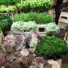 Dutch Flower Line - NY Flower District Dutch Flower Line - NY Flower District
