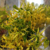 G Page Flower Wholesaler NY Flower District yellow glorisa lilies