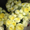 Harvest Rose Company New York Flower District Antique Rose - pale yellow garden rose