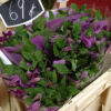clematis