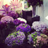 clematis purple, lavender, burgundy, white roseville farms clematis