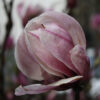 New York City Flower District, Associated Cut Flower Company