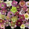 Sunshine Farm & Gardens Hellebores