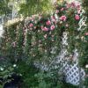 Garden Valley Ranch Climbing roses .. such a beautiful entrance..