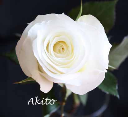 Akito White Rose