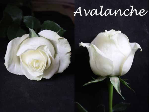 Varieties of White Roses | Flirty Fleurs The Florist Blog - Inspiration
