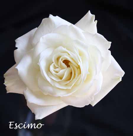 White Escimo Rose