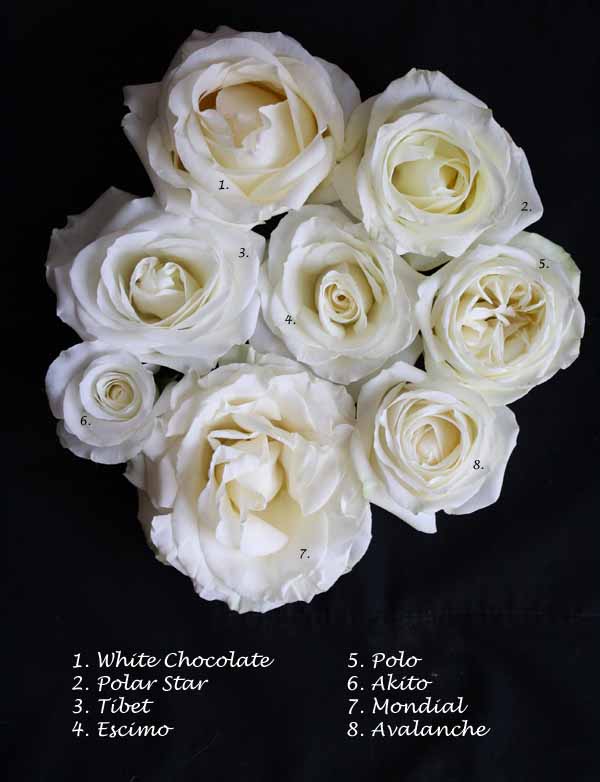 White Rose Varieties Mondial Avalanche Akito Polo Escimo Tibet Polar Star White Chocolate