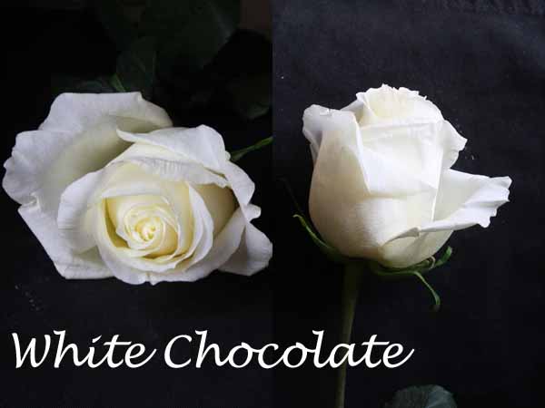 White Chocolate Rose
