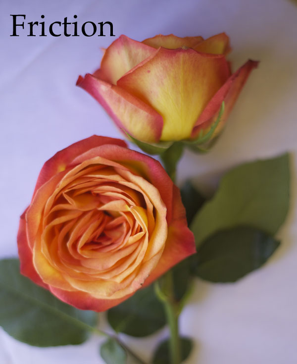 Friction Orange Rose