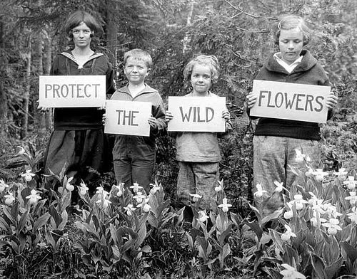 Vintage photograph showing wildflowers Save The Wild Flowers Vintage