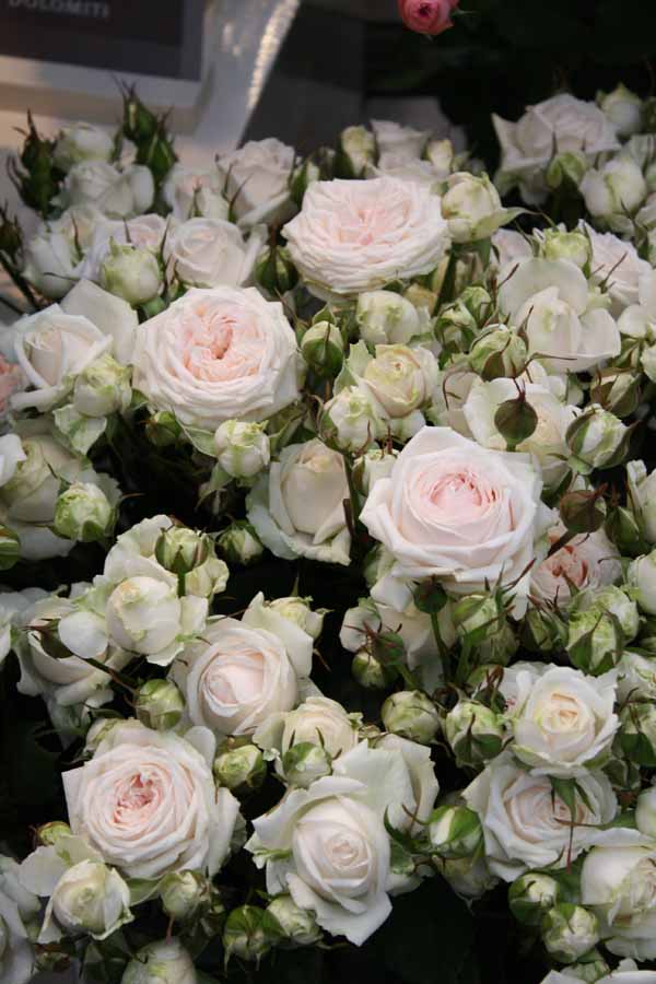 white garden spray roses